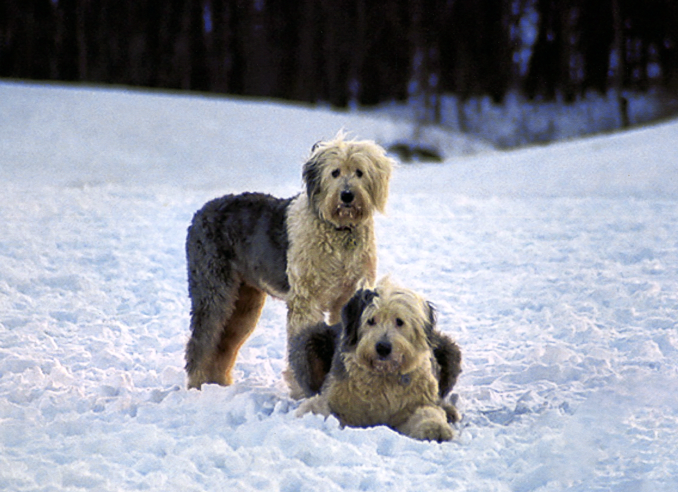 Mop and Ruf in Snow