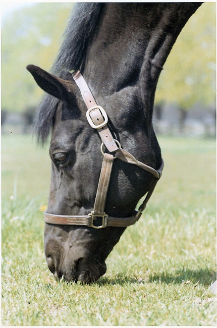 Mandingo_grazing