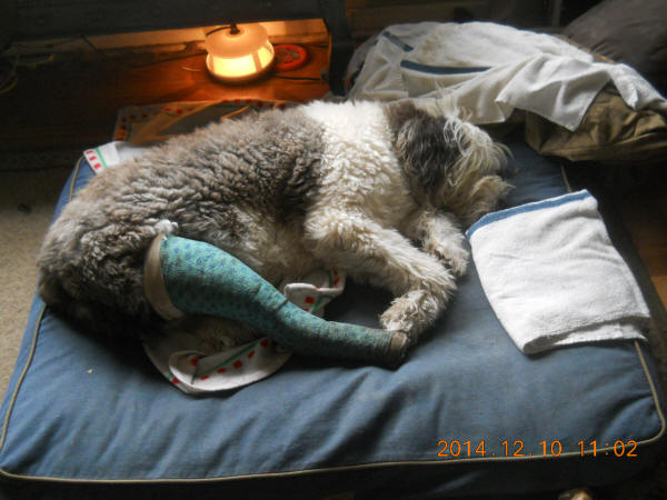 Mop on bed with splint