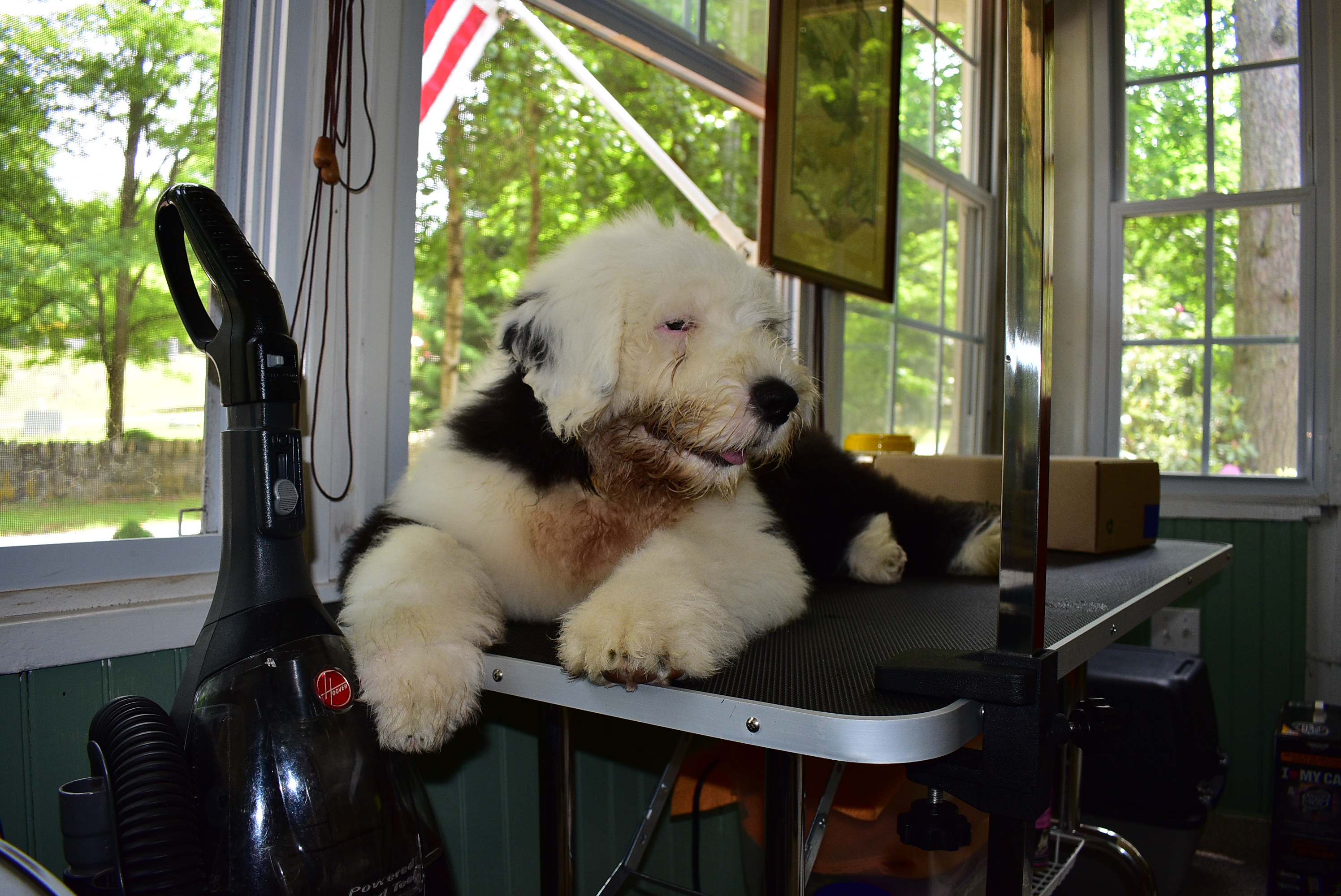 Rufus on Grooming Table