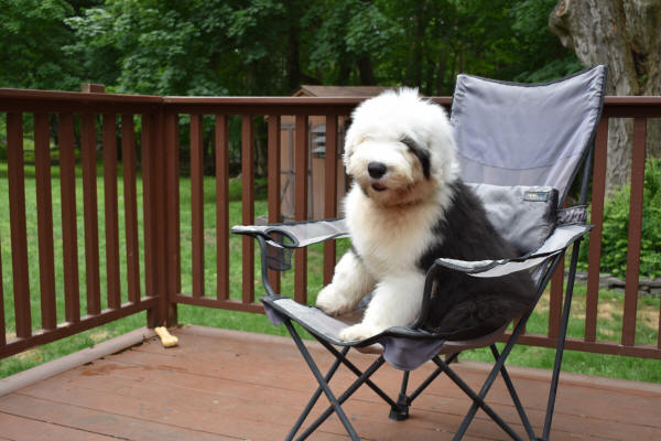 Rufie in His Chair