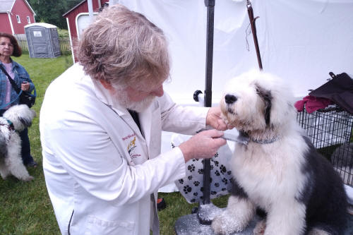 Sandy Grooming The Wonder Dog