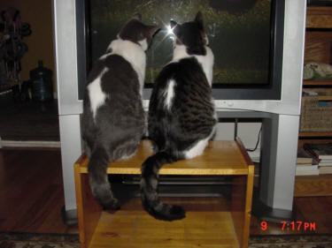 Tom & Huck Watch TV