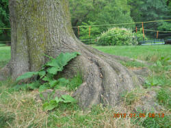 Beech Tree Seat